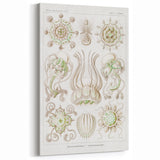 Modern Wall Art - Intricate Jellyfish Scientific Illustration in Green