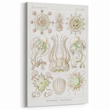Modern Wall Art - Intricate Jellyfish Scientific Illustration in Green