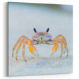 Colorful Crab Close Up Art - Wildlife Photography Nature Print