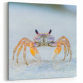 Colorful Crab Close Up Art - Wildlife Photography Nature Print