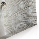 White Peacock Close Up Art - Wildlife Nature Photography Print