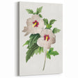 Neoclassical Art Prints: Hibiscus Elegance - Pierre Redouté Classic