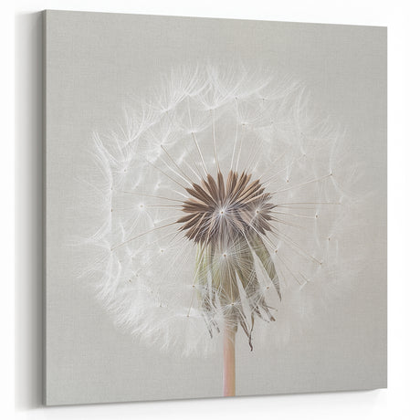 Floral Photography Prints - Nature Close-Up of White Dandelion Art