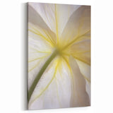 Nature Close-Up Prints - Elegant Underside of White Flower Petals