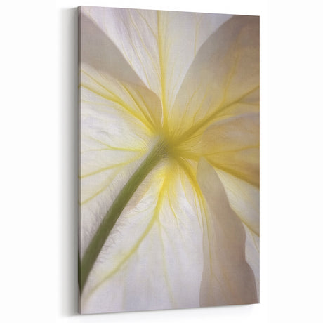 Nature Close-Up Prints - Elegant Underside of White Flower Petals