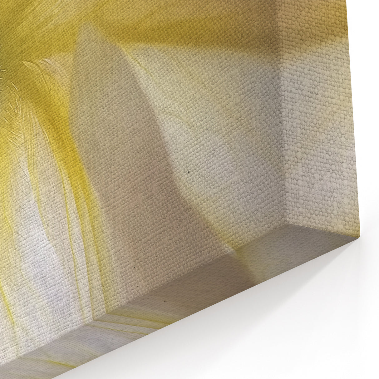 Nature Close-Up Prints - Elegant Underside of White Flower Petals