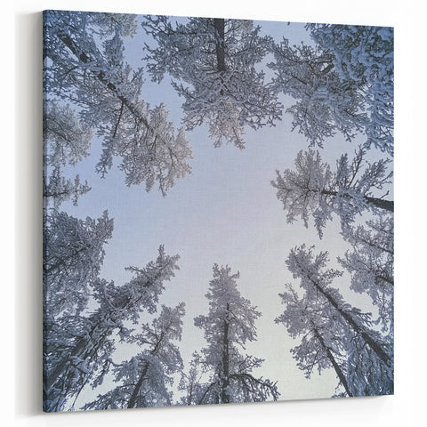 Chilled Beauty Artwork – Winter Wonderland Ice and Frost Art