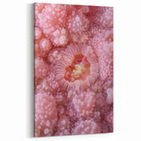 Botanical Wall Art Acrylic Glass - Pink Coral Nature Closeups Canvas