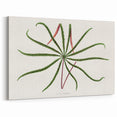 Romanticism Art: "Aralia Veitchii Leaf" by Alexander Lydon