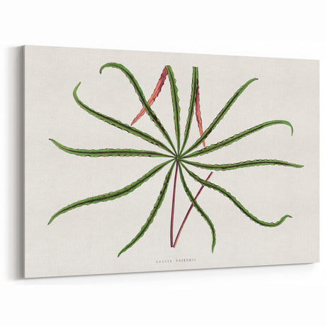 Romanticism Art: "Aralia Veitchii Leaf" by Alexander Lydon