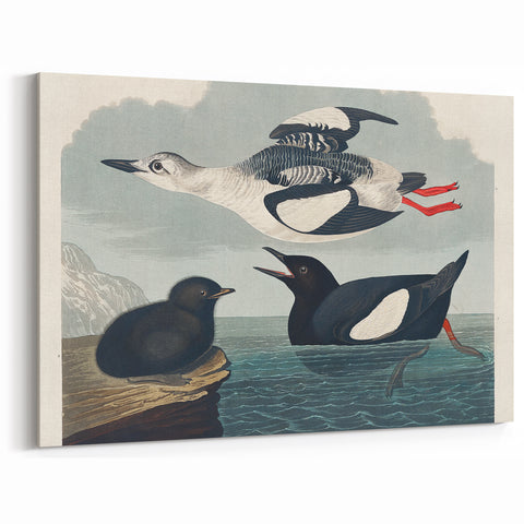 Romanticism Art: "Black Guillemot" by John James Audubon