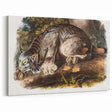 Romanticism Art: "Canada Lynx" by John Woodhouse Audubon