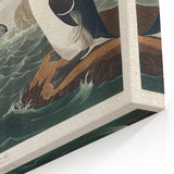 Romanticism Art: "Great Auk" by John James Audubon