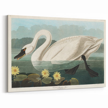 Romanticism Art: "Common American Swan" by John James Audubon