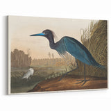 Blue Crane Heron Romanticism Art - Historical Romantic Canvas Print