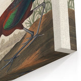 Glossy Ibis Romantic Art - Birds of America Canvas by Audubon