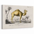 Historic Romantic Art: Camel Illustration - Cultural Romantic Wall Art