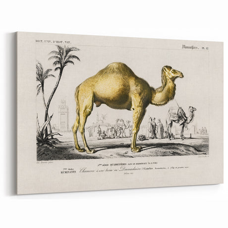 Historic Romantic Art: Camel Illustration - Cultural Romantic Wall Art
