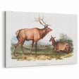 Romantic Art Prints: American Elk - Historic Wildlife Illustration