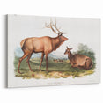 Romantic Art Prints: American Elk - Historic Wildlife Illustration