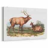 Romantic Art Prints: American Elk - Historic Wildlife Illustration