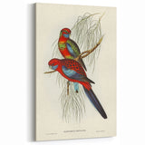 Classic Romantic Paintings: Pennant's Parakeet - Romantic Art Prints