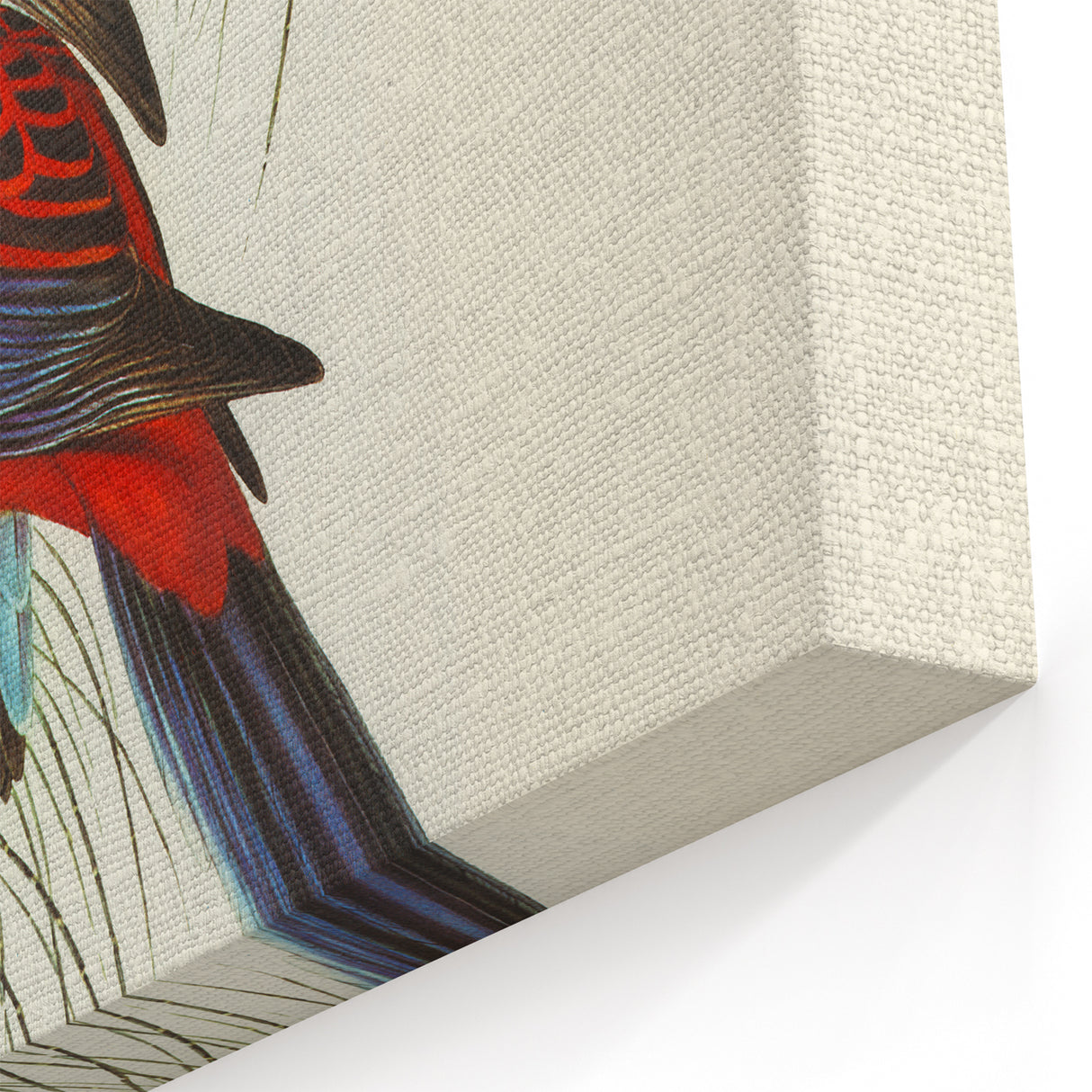 Classic Romantic Paintings: Pennant's Parakeet - Romantic Art Prints