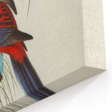 Classic Romantic Paintings: Pennant's Parakeet - Romantic Art Prints