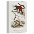 Classic Romantic Paintings: Lemurs - Historical Romanticism Canvas