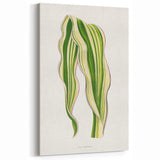 Historical Romanticism Canvas: Green Zea Japonica - Classic Art Prints