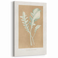 Classic Romantic Paintings: Centaurea Candidissima - Botanical Art Print