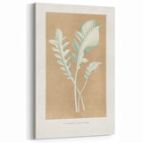 Classic Romantic Paintings: Centaurea Candidissima - Botanical Art Print