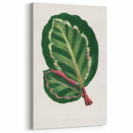 Romanticism Art Print: Maranta Illustris Leaf - Botanical Wall Art