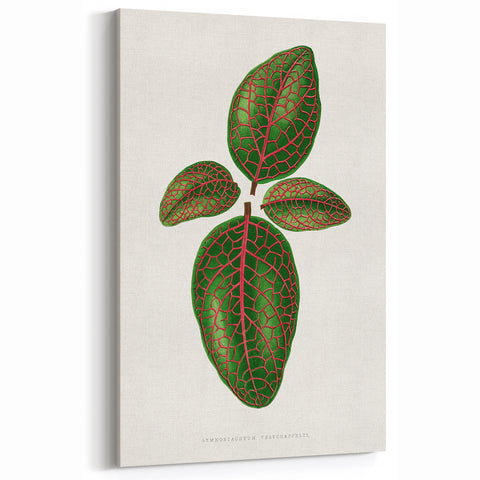 Romantic Art Print: Green Nerve Plant Leaf - Botanical Masterpiece