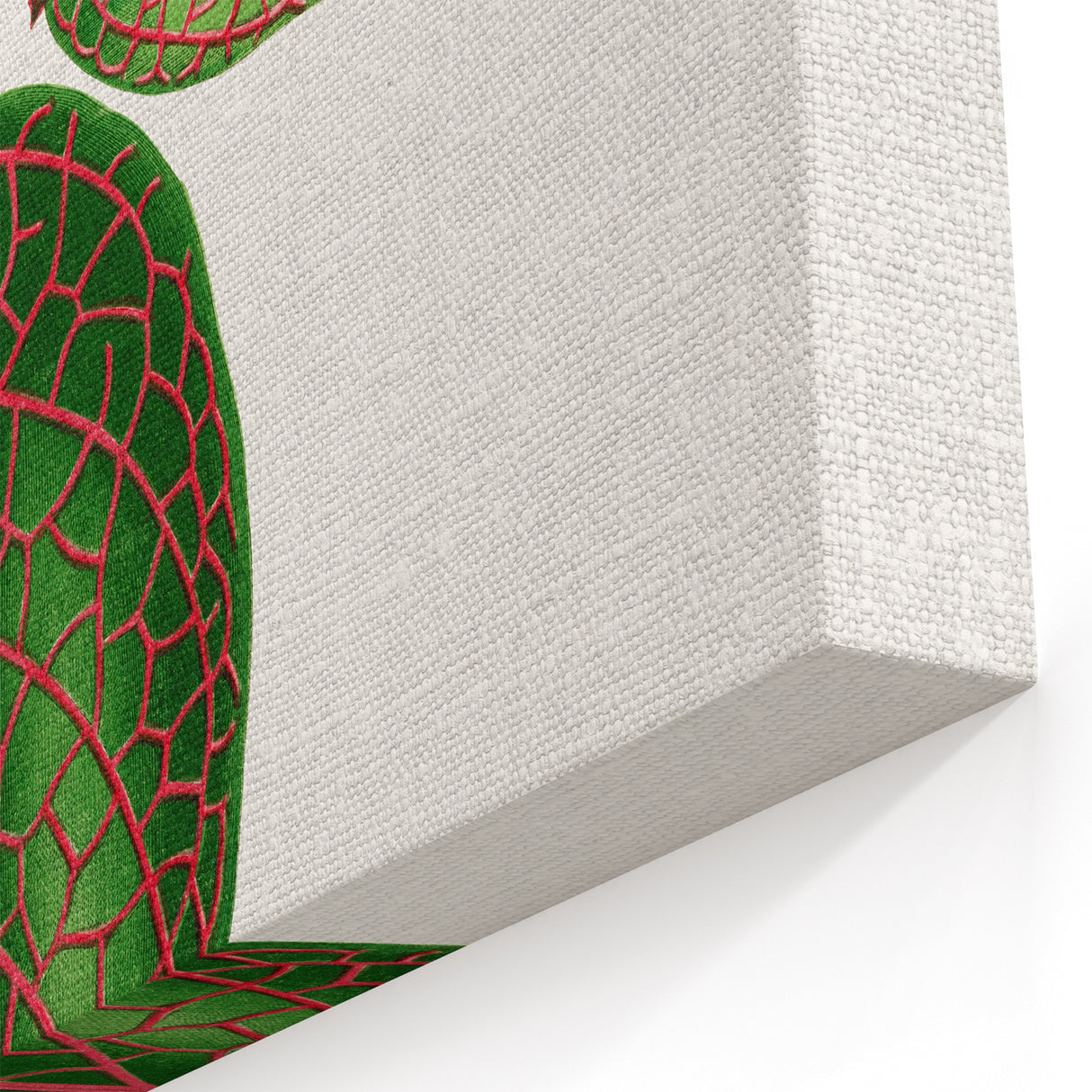 Romantic Art Print: Green Nerve Plant Leaf - Botanical Masterpiece