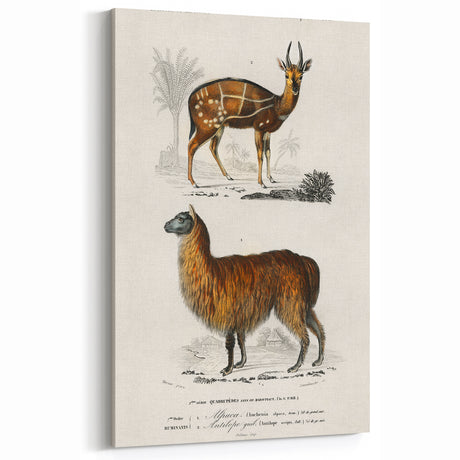Romanticism Art: Alpaca & Antelope Historic Illustration Canvas Print