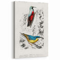 Romanticism Art: Vibrant Bird Illustration Canvas Print