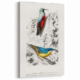 Romanticism Art: Vibrant Bird Illustration Canvas Print