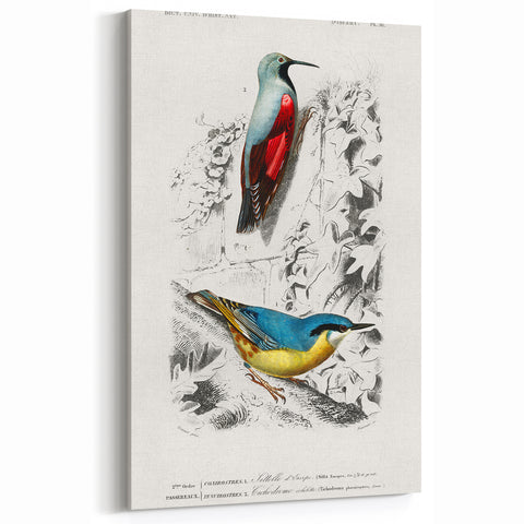 Romanticism Art: Vibrant Bird Illustration Canvas Print