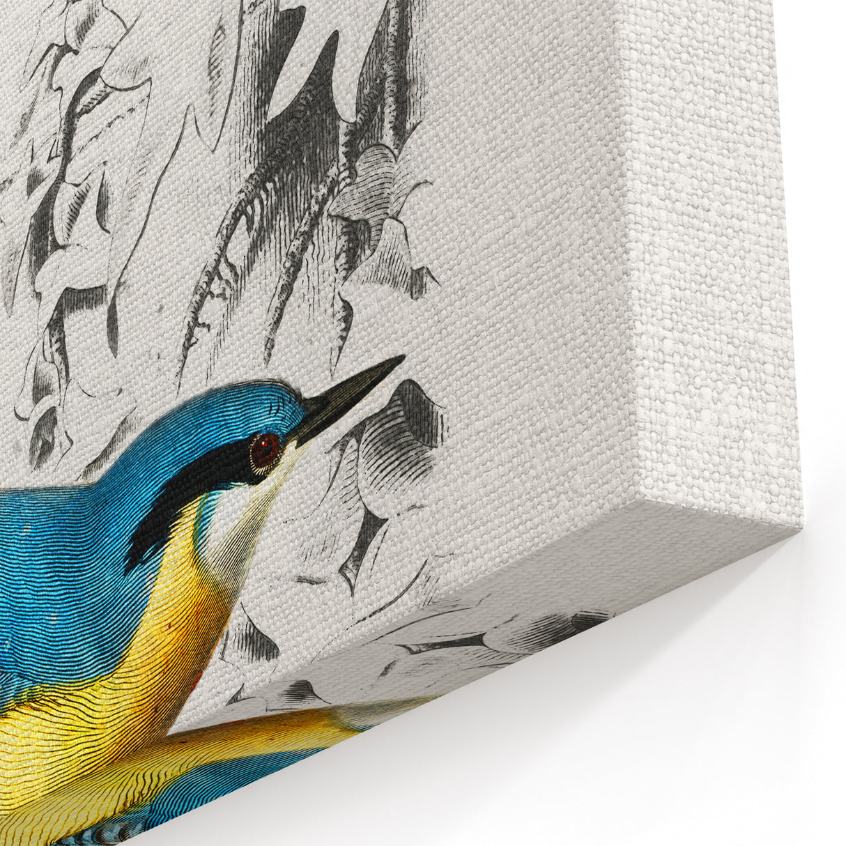 Romanticism Art: Vibrant Bird Illustration Canvas Print