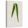 Romanticism Art: Yucca Filamentosa Leaf Illustration Canvas Print