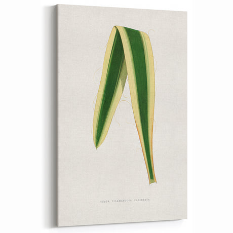 Romanticism Art: Yucca Filamentosa Leaf Illustration Canvas Print
