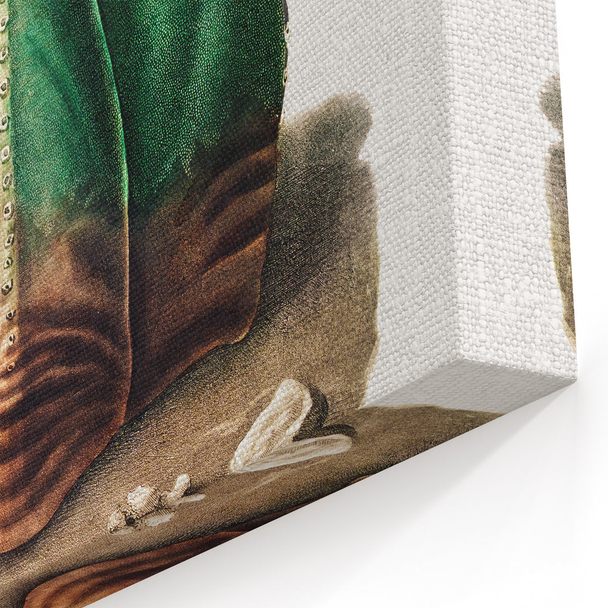 Romanticism Art: Bishop’s Cap Cactus Illustration Canvas Print