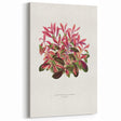Romanticism Art: Alternanthera Leaf Botanical Canvas Print