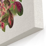 Romanticism Art: Alternanthera Leaf Botanical Canvas Print