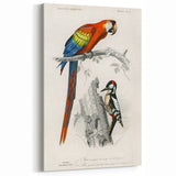 Romanticism Art: Macaw & Woodpecker Bird Illustration Canvas Print