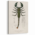 Romanticism Art: Emperor Scorpion Illustration Canvas Print