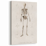 Romanticism Art: Human Skeleton Anatomical Illustration Canvas Print