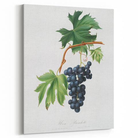 Romanticism Art: Brachetto Grape Botanical Illustration Canvas Print