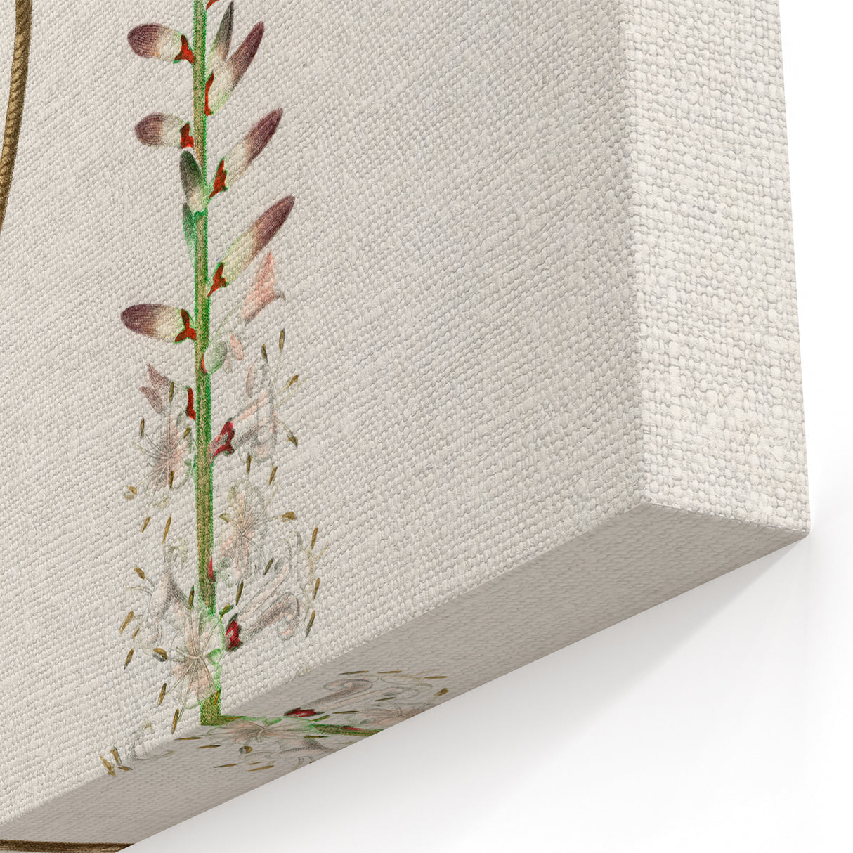 Romanticism Art: Dracaena Brasiliensis Botanical Illustration Canvas